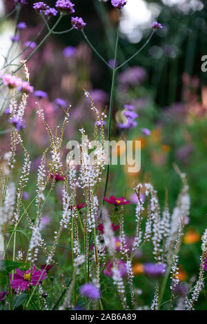 Persicaria amplexicaulis Alba, Cosmos, Rosa, Weiß, Lila, Blüte, Blumen, Blüte, Mix, Gemischt, Kombination, RM Floral Stockfoto