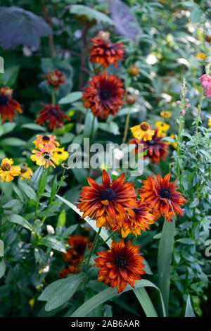 Rudbeckia hirta Cherokee Sunset, Mix, gemischt, das Einpflanzen von Kombination, Gelb, Rot, Rost, Farbe, Blumen, Blüte, RM Floral Stockfoto