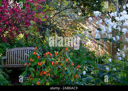 Hosta, Begonia, orange Blüten, schattiert, Schatten, Schatten, Bereich, Funktion, Bepflanzung, Garten, Garten, Stauden, Stauden, Spätsommer, Herbst, Herbst, Blüte, Sitz Stockfoto