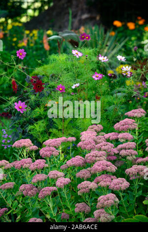 Sedum Herbstfreude, auffällige Mauerpfeffer, Sedum spectabile, Hylotelephium spectabile, Blume, Blumen, Blüte, RM Floral Stockfoto