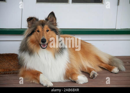 Unsere schöne junge Stammbaum raue Schwarz und Sable Collie auf dem Deck posing Stockfoto