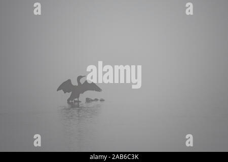 Double-Crested cormorant Spanning seine Flügel während eines Morgens Nebel. Stockfoto