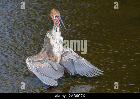 Goliath Heron (Ardea goliath), unreife nehmen ein Sonnenbad, Kruger National Park, Mpumalanga, Südafrika Stockfoto