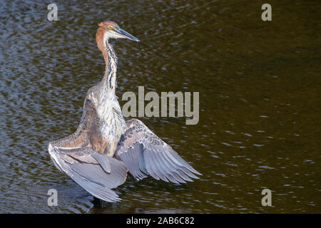 Goliath Heron (Ardea goliath), unreife nehmen ein Sonnenbad, Kruger National Park, Mpumalanga, Südafrika Stockfoto