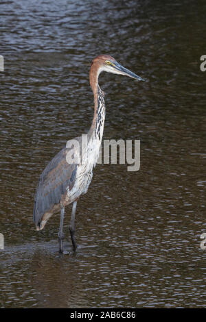 Goliath Heron (Ardea goliath), Unreife im Wasser, Kruger National Park, Mpumalanga, Südafrika Stockfoto