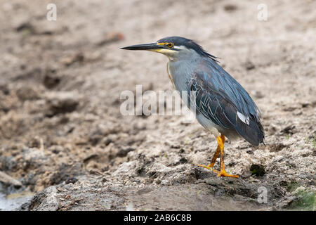 Gestreift Heron (Butorides Striata), Erwachsene auf dem Boden, Kruger National Park, Mpumalanga, Südafrika Stockfoto