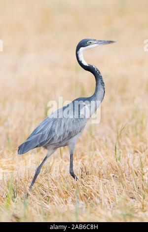 Black-headed Heron (Ardea Melanocephala), Seitenansicht eines Erwachsenen zu Fuß in ein Weizenfeld, Western Cape, Südafrika Stockfoto
