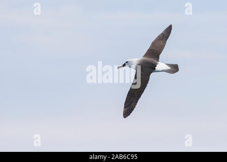 Atlantic Gelb - gerochen Albatross (Talassarche chlororhynchos), Erwachsene im Flug Oberseite zeigen, Western Cape, Südafrika Stockfoto