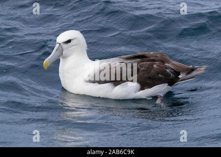 Schüchtern Albatross (Thalassarche cauta), unreife schwimmen auf der Wasseroberfläche, Western Cape, Südafrika Stockfoto