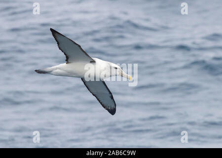 Schüchtern Albatross (Thalassarche cauta), Erwachsene im Flug von der Seite gesehen, Western Cape, Südafrika Stockfoto