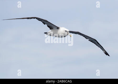 Schüchtern Albatross (Thalassarche cauta), Frontansicht eines unreifen im Flug, Western Cape, Südafrika Stockfoto