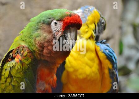 Zwei Papageien mit schönen Farben Stockfoto