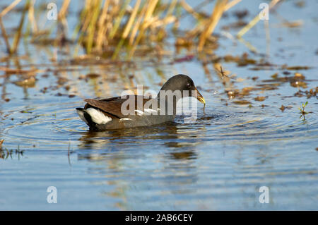 Gemeinsame Sumpfhuhn, (Gallinula chloropus) - weiblich - auch bekannt als Henne Sumpf, Arthur J Marshall National Wildlife Reserve, Loxahatchee, Florida Stockfoto