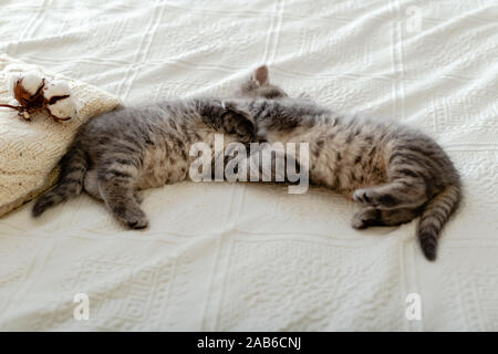Cute 2 tabby Kätzchen sind Schlafen, schmusen, Küssen auf ein weißes Plaid in der Nähe von warmen Pullover gestrickt, natürlicher Baumwolle Blumen. Neugeborene Kätzchen, Baby Katze Stockfoto