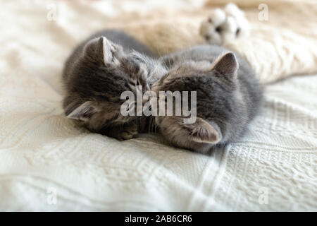 Cute 2 tabby Kätzchen sind Schlafen, schmusen, Küssen auf ein weißes Plaid in der Nähe von warmen Pullover gestrickt, natürlicher Baumwolle Blumen. Neugeborene Kätzchen, Baby Katze Stockfoto