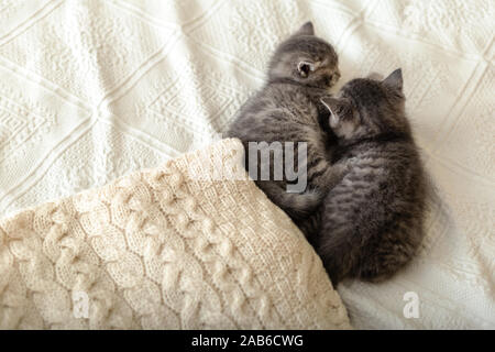 Cute tabby Kätzchen liegen auf einem weißen Plaid in der Nähe von Paar gestrickte warme Pullover im Stapel gefaltet. Neugeborene Kätzchen, Baby, Katze, Haustier, pet Stockfoto