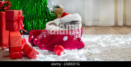 Weihnachten Katze schlafen. Weihnachtsgeschenke Konzept. Portrait von Kitten tragen Santa Clause hat über den Weihnachtsbaum, Geschenke. Adorable tabby Tier Stockfoto