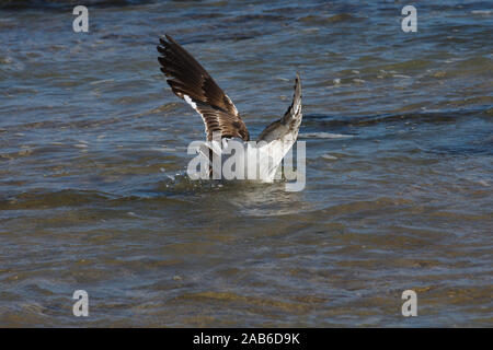 Kelp Gull Splash Down In Meerwasser (Larus dominicanus) Stockfoto