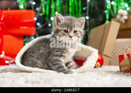 Weihnachten Katze. Weihnachtsgeschenke Konzept. Tabby Kitten in Santa Clause hat. Portrait von Kätzchen mit präsentiert, verpackte Geschenkboxen. Close Up, kopieren Stockfoto