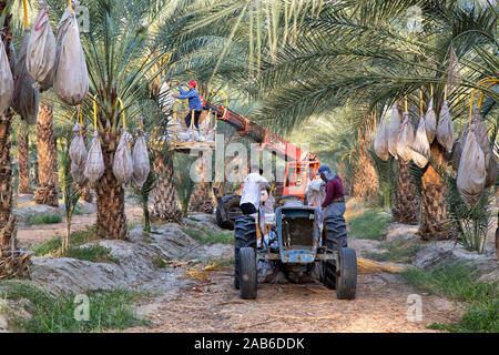 Arbeiter ernten reife Dattelfrucht-Plantage „Deglet Noor“, Phoenix dactylifera, Thermal, Kalifornien, Coachella Valley. Stockfoto