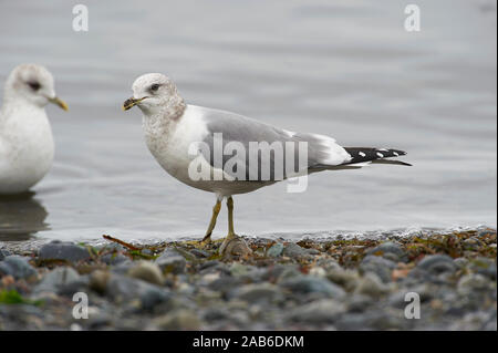 Kurzschnabelmöwe (Larus brachyrhynchus), (früher Mew Gull), Nanaimo, British Columbia, Kanada Stockfoto