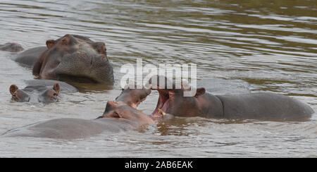 Zwei Jungen gemeinsamen Flusspferd (Hippopotamus amphibius) tussle Überlegenheit geltend zu machen. Serengeti National Park, Tansania. Stockfoto