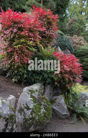 Autumn colors at Highline Seatac Botanical Gardens in Seatac, Washington, USA. Stockfoto