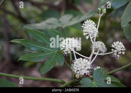 Fatsia japonica, hautnah. Stockfoto