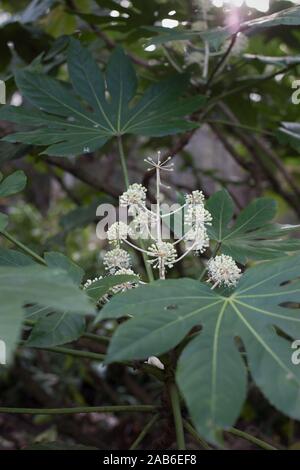 Fatsia japonica, hautnah. Stockfoto