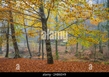 In 'Mata da Albergaria "Geres National Park, Portugal Herbst. Stockfoto