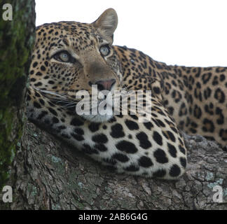 Ein Leopard (Panthera pardus) entspannt sich auf eine Niederlassung eines schattigen Baum, als ob für ein Portrait posiert. Serengeti National Park, Tansania. Stockfoto