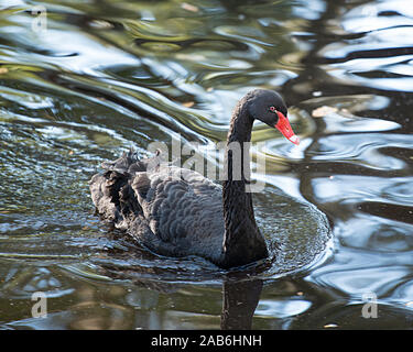 Black Swan Vogel im Wasser seinen Körper, Kopf, Schnabel aussetzen, Auge, schwarzes Gefieder, langen Hals, mit einem Hintergrund. Stockfoto