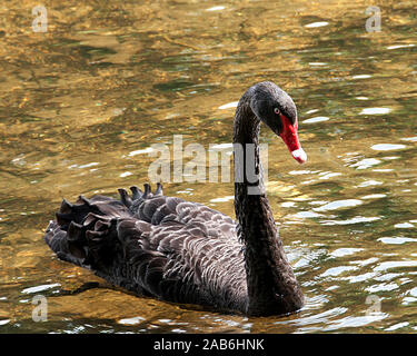 Black Swan Vogel im Wasser seinen Körper, Kopf, Schnabel aussetzen, Auge, schwarzes Gefieder, langen Hals, mit einem Hintergrund. Stockfoto