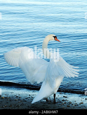 White Swan Vogel durch das Wasser, dass sein Körper, Kopf, Schnabel, Auge, Flügeln. Stockfoto