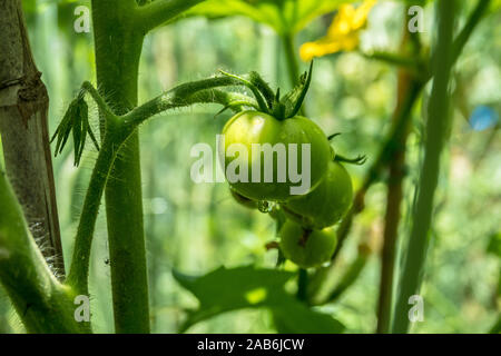 Grüne Tomaten an einem sonnigen Tag. Die Tomate ist die essbare, oft rote Beere der Pflanze Solanum lycopersicum, die allgemein als Tomatenpflanze bekannt ist. Die spe Stockfoto