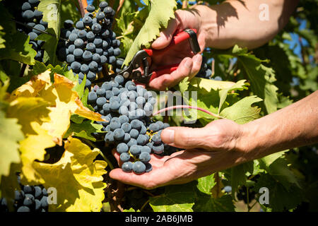 Ernte Shiraz Trauben im Herbst Weinlese im Okanagan Valley in British Columbia, Kanada. Stockfoto