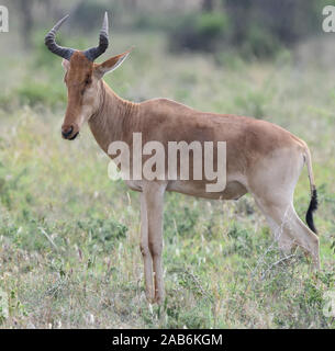 Eine männliche Koks hartebeest (Alcelaphus buselaphus cokii) oder kongoni. Serengeti National Park, Tansania. Stockfoto