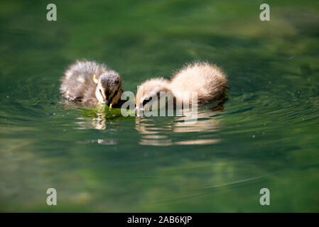 Stockente, entlein Essen (Anas Plathyrhynchos), Frankreich Stockfoto