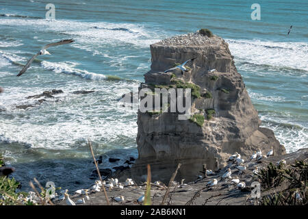 Die Australasian Gannet (Morus serrator), auch bekannt als australische Gannett und tākapu, ist ein großer seabird Der sprengfallen und gannett Familie, Sulidae. Stockfoto