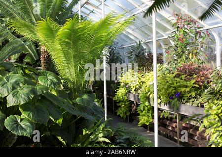 Innerhalb der Farn Garten an der Freiwilligen Park Conservatory in Seattle, Washington, USA. Stockfoto