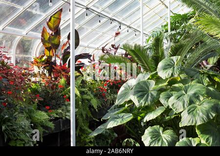 Innerhalb der Farn Garten an der Freiwilligen Park Conservatory in Seattle, Washington, USA. Stockfoto