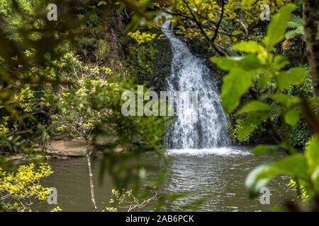 Regenwälder Neuseeland Nord- und Südinsel. In der gemäßigten und subtropischen. Wasserfall. Stockfoto