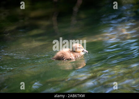 Stockente, entlein (Anas Plathyrhynchos), Frankreich Stockfoto