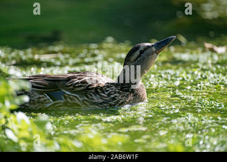 Stockente, weiblich (Anas Plathyrhynchos), Frankreich Stockfoto