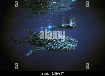 Der Walhai (Firma IPCON typus), Taucher mit. Ningaloo Marine Park, nördlich von Carnarvon, Western Australia Stockfoto