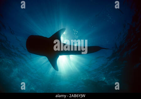 Der Walhai (Firma IPCON typus), Mai bis 18 m wachsen und 40 000 kg wiegen. Ningaloo Marine Park, nördlich von Carnarvon, Western Australia Stockfoto