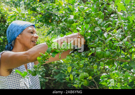 Zirkumulative Neue Lime-Anlage Stockfoto