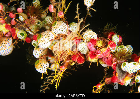 Kolonie von marinen Invertebraten, einschließlich seescheiden, Weichkorallen, hydroiden und featherstars, auf Schwarz Coral Sea Peitsche. Manado, Indonesien Stockfoto