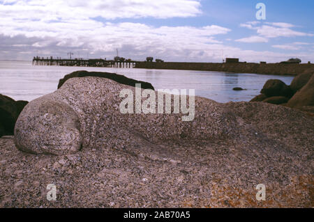 Granit Skulptur einer Dichtung auf Granite Island. Victor Harbor, South Australia Stockfoto