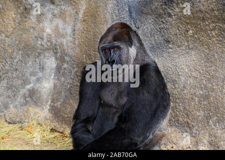 Männliche Silverback Westlicher Flachlandgorilla (Gorilla gorilla Gorilla) Suchen einsam Stockfoto